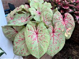 Caladium Fancy Leaf Limelite